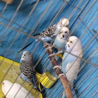 فروش مرغ عشق