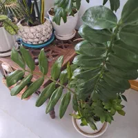 گل طبیعی رودهن فقط۲۰۰|گل و گیاه طبیعی|رودهن, |دیوار