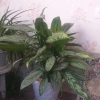 گیاه آپارتمانی
