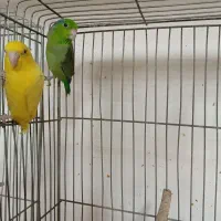 طوطی پروتلت مولد