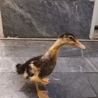 اردک|حیوانات مزرعه|تهران, میرداماد|دیوار