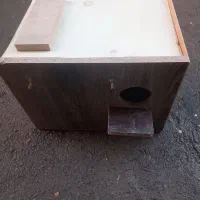 لانه  عروس  هلندی  یا توتی