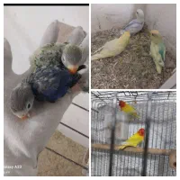 جوجه طوطی برزیلی|پرنده|تهران, جوادیه|دیوار