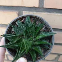 انواع گل|گل و گیاه طبیعی|سبزوار, کاشفی شمالی (دادگستری)|دیوار