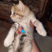 واگذاری گربه|گربه|اندیشه, شهرک کوثر|دیوار