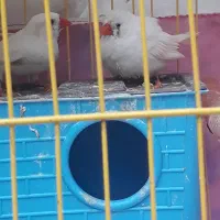 دو عدد فنچ گمشده