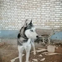 هاسکی|سگ|محمدشهر, محمدشهر|دیوار