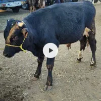 فروش ویژه گوساله نر لاغر|حیوانات مزرعه|جوادآباد, |دیوار