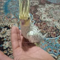 عروس هلندی|پرنده|ماهدشت, |دیوار