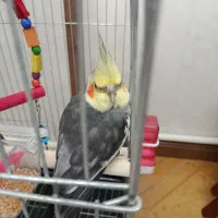 عروس هلندی|پرنده|محمدشهر, کوی بهار|دیوار