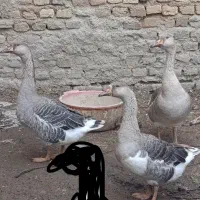 غاز جوان زابل اباد