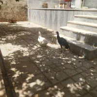 سلام یکی مرغابی ماده وجوجه خروس لاری
