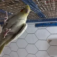 عروس‌معاوضه بابرزیلی