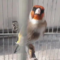 سهره جوجه قفس گل بلند