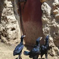 مرغ لاری معاوضه با خروس|حیوانات مزرعه|اشنویه, |دیوار