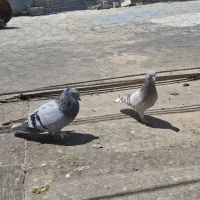 کفتر کبوتر سبز سوسنی دم سفید