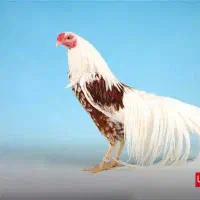 باسلام فروش فوری