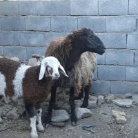 میش بره دار