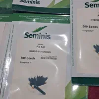 بذر خیار 547