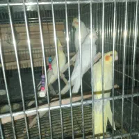 عروس هلندی|پرنده|لامرد, |دیوار