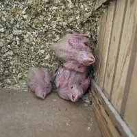 جوجه عروس هلندی یکماهه