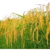 فروش۱۷۰۰مترشالیزاربرنج .بازارده
