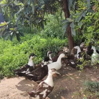 اقامتگاه دامون|اجارهٔ کوتاه‌مدت ویلا و باغ|املش, |دیوار