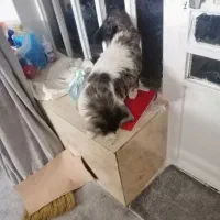 گربه دست اموز|گربه|کازرون, |دیوار