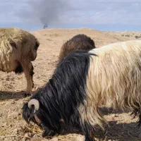 قوچهای ترکی|حیوانات مزرعه|لالی, |دیوار