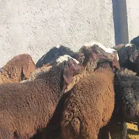 سبک سنگین وزن موجود هست برای مصرف قربونی