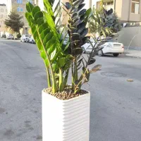 تعویض گلدان و خاک