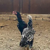 خروس لاری افغان