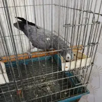 کاسکو سخنگو|پرنده|کارون, |دیوار