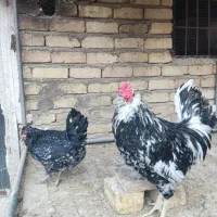 گلین مشکس خال سوزنی اورجینال|حیوانات مزرعه|قم, یزدان‌شهر|دیوار