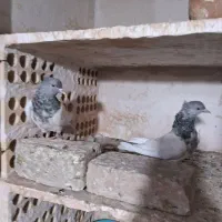 کفتر کل الماسی|پرنده|قم, نیروگاه|دیوار