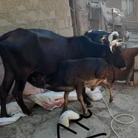 ماده گاو با گوساله نر و یک راس گاو ماده ۲ ساله|حیوانات مزرعه|مینودشت, |دیوار