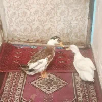 ارک|حیوانات مزرعه|اهواز, کمپلو جنوبی|دیوار