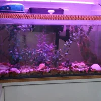 آکواریوم شیشه خم|ماهی|کرمانشاه, |دیوار