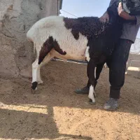 قوچ گله ای درشت هیکل وکشیده، سنگین وزن|حیوانات مزرعه|شیراز, جانبازان|دیوار