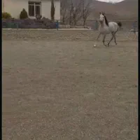 اجاره باشگاه سوارکاری ، پرورش اسب، اجاره باکس اسب|اجارهٔ دفتر صنعتی، کشاورزی، تجاری|کرج, برغان|دیوار