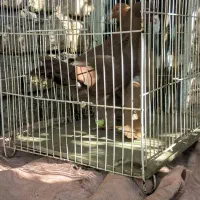 کفتر سرخ و زرد پشت هیکل جوجه|پرنده|مشهد, امیرآباد|دیوار