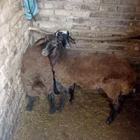 گوسفند|حیوانات مزرعه|خوی, |دیوار