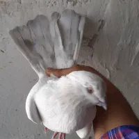 کبوتر،نرکله برنجی