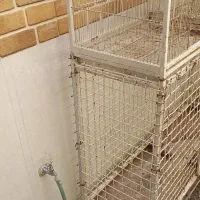 قفس جفت کن و مرغ بلدرچین