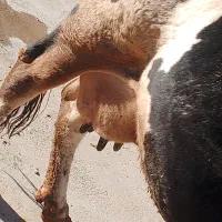 ماده گاو سیمیتال وزن 6000|حیوانات مزرعه|هرسین, |دیوار