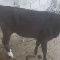 گاو گوساله ماده|حیوانات مزرعه|میناب, |دیوار