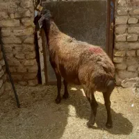 گو سفند ماده