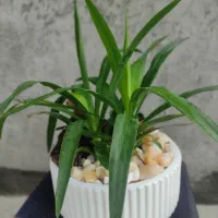 گل آپارتمانی بونسای کادو خاص با گلدان سفالی مخصوص|گل و گیاه طبیعی|مشهد, کارمندان دوم|دیوار