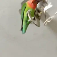 کوتوله نر