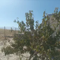 درختچه انجیر